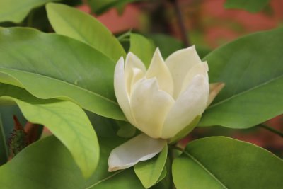 Magnolia virginiana - šácholan viržinský - květ